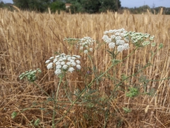Ammi majus
