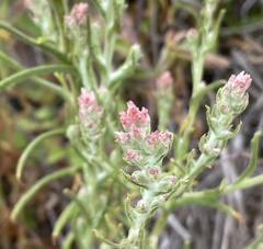 Pseudognaphalium ramosissimum