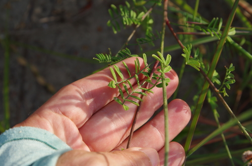 Image of Dalea phleoides by (c) Eric Knight, some rights reserved (CC BY)