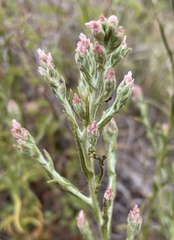 Pseudognaphalium ramosissimum