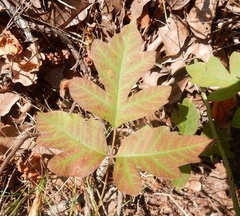 Toxicodendron radicans negundo
