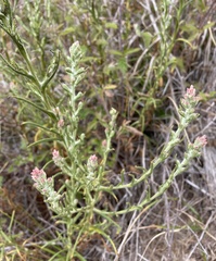 Pseudognaphalium ramosissimum