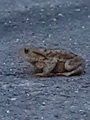 Bufo bufo