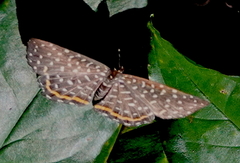 Napaea eucharila