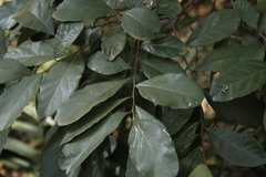 Cryptocarya latifolia