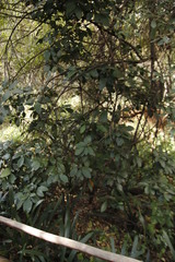 Cryptocarya latifolia