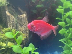 Gymnocorymbus ternetzi