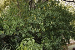 Justicia adhatodoides