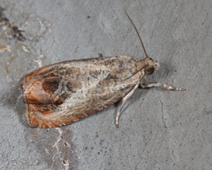 Olethreutes hamameliana