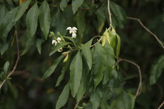 Justicia adhatodoides