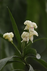 Justicia adhatodoides