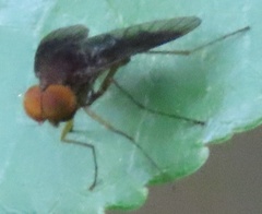 Chrysopilus quadratus