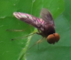 Chrysopilus quadratus