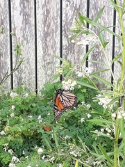 Danaus plexippus