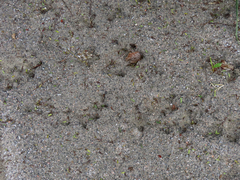 Hydrochoerus hydrochaeris