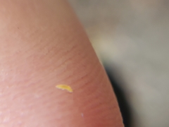 Thysanoptera