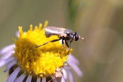 Thecophora propinqua