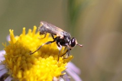 Thecophora propinqua
