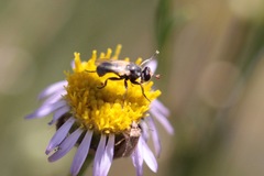 Thecophora propinqua