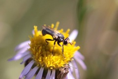 Thecophora propinqua