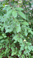 Rhamnus cathartica