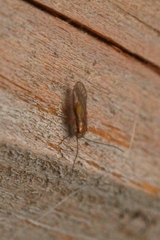 Trichopsocus brincki