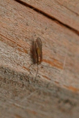 Trichopsocus brincki