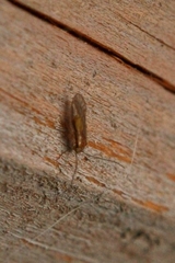 Trichopsocus brincki