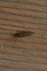 Trichopsocus brincki