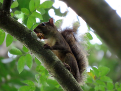 Sciurus aestuans