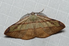 Hypochrosis hyadaria