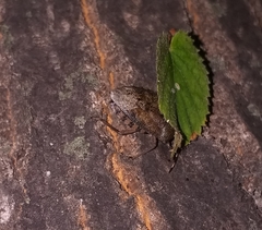 Rhaphigaster nebulosa