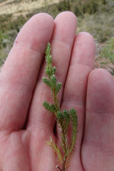 Kelleria laxa