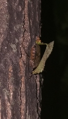 Rhaphigaster nebulosa