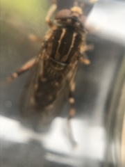 Anasimyia contracta