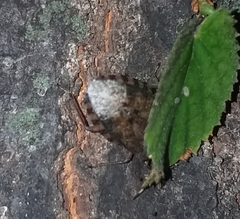 Rhaphigaster nebulosa