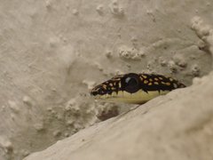 Chrysopelea paradisi