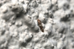 Mompha subbistrigella