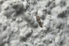 Mompha subbistrigella