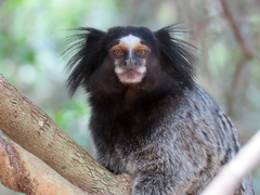 Callithrix penicillata