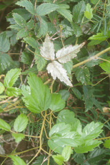 Rubus schmidelioides schmidelioides
