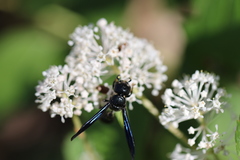 Zethus spinipes spinipes