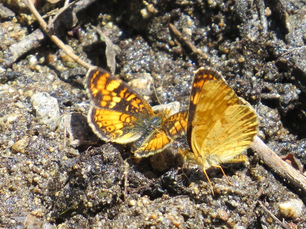 Phyciodes montana
