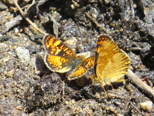 Phyciodes montana