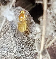 Chyromyidae