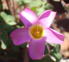 Oxalis attaquana