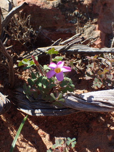 Image of Attaquas Sorrel (Oxalis attaquana) by (c) Nicola van Berkel, some rights reserved (CC BY-SA)