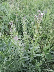 Cirsium arvense