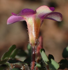 Oxalis attaquana