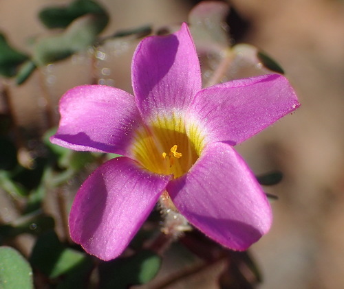 Image of Oxalis attaquana by (c) Nicola van Berkel, some rights reserved (CC BY-SA)
